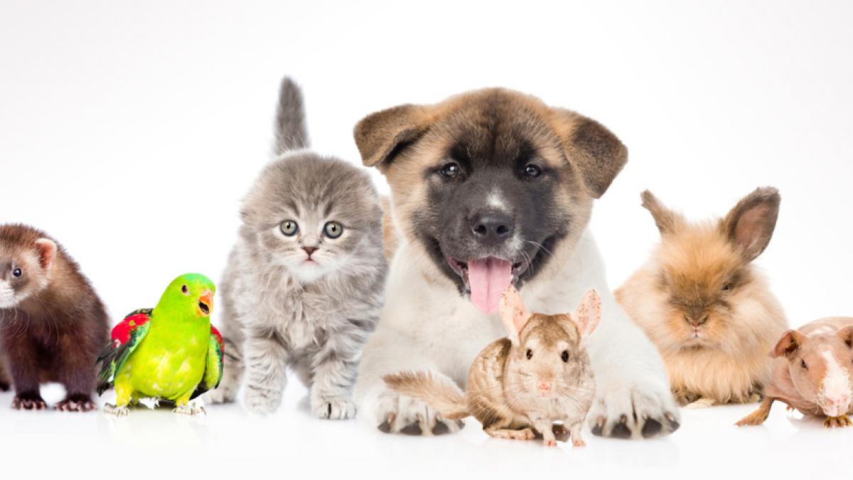 EL NEGOCIO DE LAS MASCOTAS, ¿ES NEGOCIO? <p>""</p>